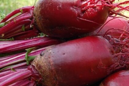 beet-1637437_640